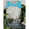 Kép 1/3 - rhododendron_dora_amateis