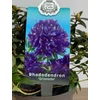 Kép 1/3 - Rhododendron Gristede