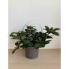 Kép 3/3 - rhododendron_scarlet_wonder