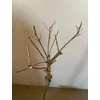 Kép 2/6 - salix_integra_100cm_
