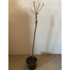 Kép 4/6 - salix_integra_100cm_