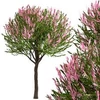 Kép 1/6 - salixfa_