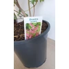 Kép 2/4 - Rózsaszín Szívvirág (Dicentra) 