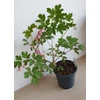 Kép 3/4 - Rózsaszín Szívvirág (Dicentra) 