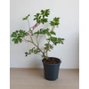 Kép 4/4 - Rózsaszín Szívvirág (Dicentra) 