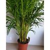 Kép 3/3 - Aranypálma Chrysalidocarpus