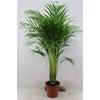 Kép 1/3 - Aranypálma Chrysalidocarpus