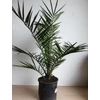 Kép 1/4 - Datolyapálma - Phoenix canariensis