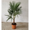 Kép 1/4 - Trachycarpus fortunei - Kínai kenderpálma