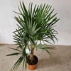 Kép 2/3 - Trachycarpus fortunei - Kínai kenderpálma