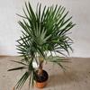 Kép 2/4 - Trachycarpus fortunei - Kínai kenderpálma