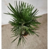 Kép 4/4 - Trachycarpus fortunei - Kínai kenderpálma