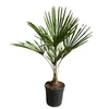 Kép 1/5 - Trachycarpus fortunei - Kínai kenderpálma