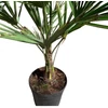 Kép 2/5 - Trachycarpus fortunei - Kínai kenderpálma