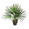 Kép 3/5 - Trachycarpus fortunei - Kínai kenderpálma