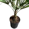 Kép 5/5 - Trachycarpus fortunei - Kínai kenderpálma