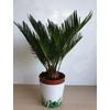 Kép 1/8 - Cycas revoluta