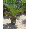 Kép 1/3 - Cycas revoluta 90 cm magas!