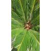 Kép 2/3 - cycas_70cm_