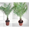 Kép 2/3 - Phoenix roebelenii, törpe datolyapálma