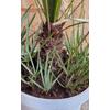 Kép 4/5 - chamareops_humilis_kek_palma_