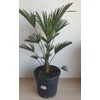 Kép 3/4 - japan_kenderpalma_Trachycarpus_wagnerianus_