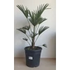 Kép 1/4 - japán kenderpálma (Trachycarpus wagnerianus)