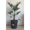 Kép 1/4 - japán kenderpálma (Trachycarpus wagnerianus)