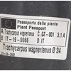 Kép 4/4 - japan_kenderpalma_Trachycarpus_wagnerianus_