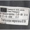 Kép 4/4 - japan_kenderpalma_Trachycarpus_wagnerianus_