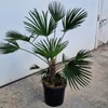 Kép 1/4 - japán kenderpálma (Trachycarpus wagnerianus)