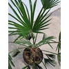 Kép 2/4 - japan_kenderpalma_Trachycarpus_wagnerianus_