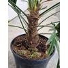 Kép 3/4 - japan_kenderpalma_Trachycarpus_wagnerianus_