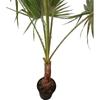 Kép 2/4 - washingtonia_robusta_
