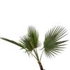 Kép 3/4 - washingtonia_robusta_