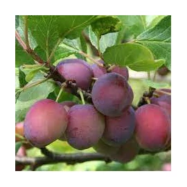 Prunus Domestica &quot;Opal&quot; szilva balkon gyümölcsfa