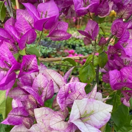 Törzses bougainvillea alexandra 