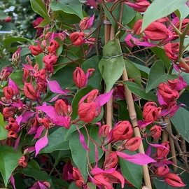 Bougainvillea Chinese Sleeping beauty