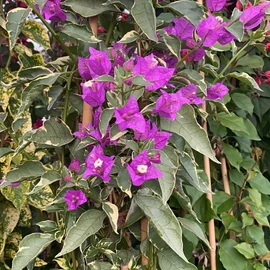 Bougainvillea Glabra Variegata