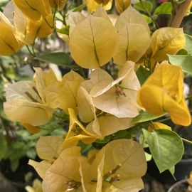 Bougainvillea Aussie gold