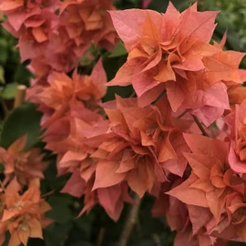 Bougainvillea Roseville Delight
