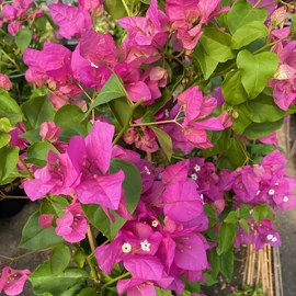 Bougainvillea Thimma Rose