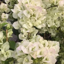 Bougainvillea Apple blossom