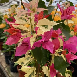 Bougainvillea 'El Tinto' 