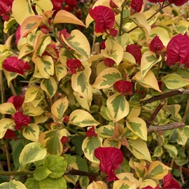 Bougainvillea Red rooster
