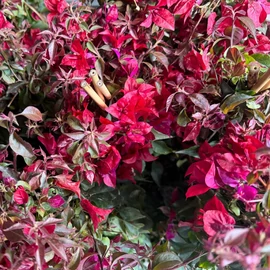 Bougainvillea-Murvafürt Bordó