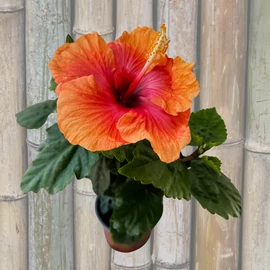 ks_orange_hibiszkusz_
