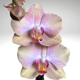 phalaenopsis_orchidea_300.