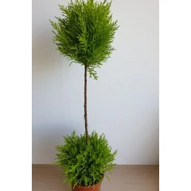 Szoba ciprus 'Cupressus macrocarpa' két labdás