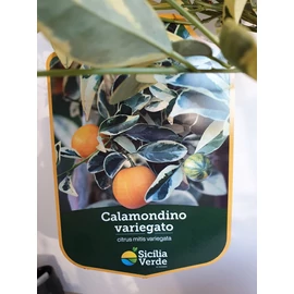 Calamondin variegata
